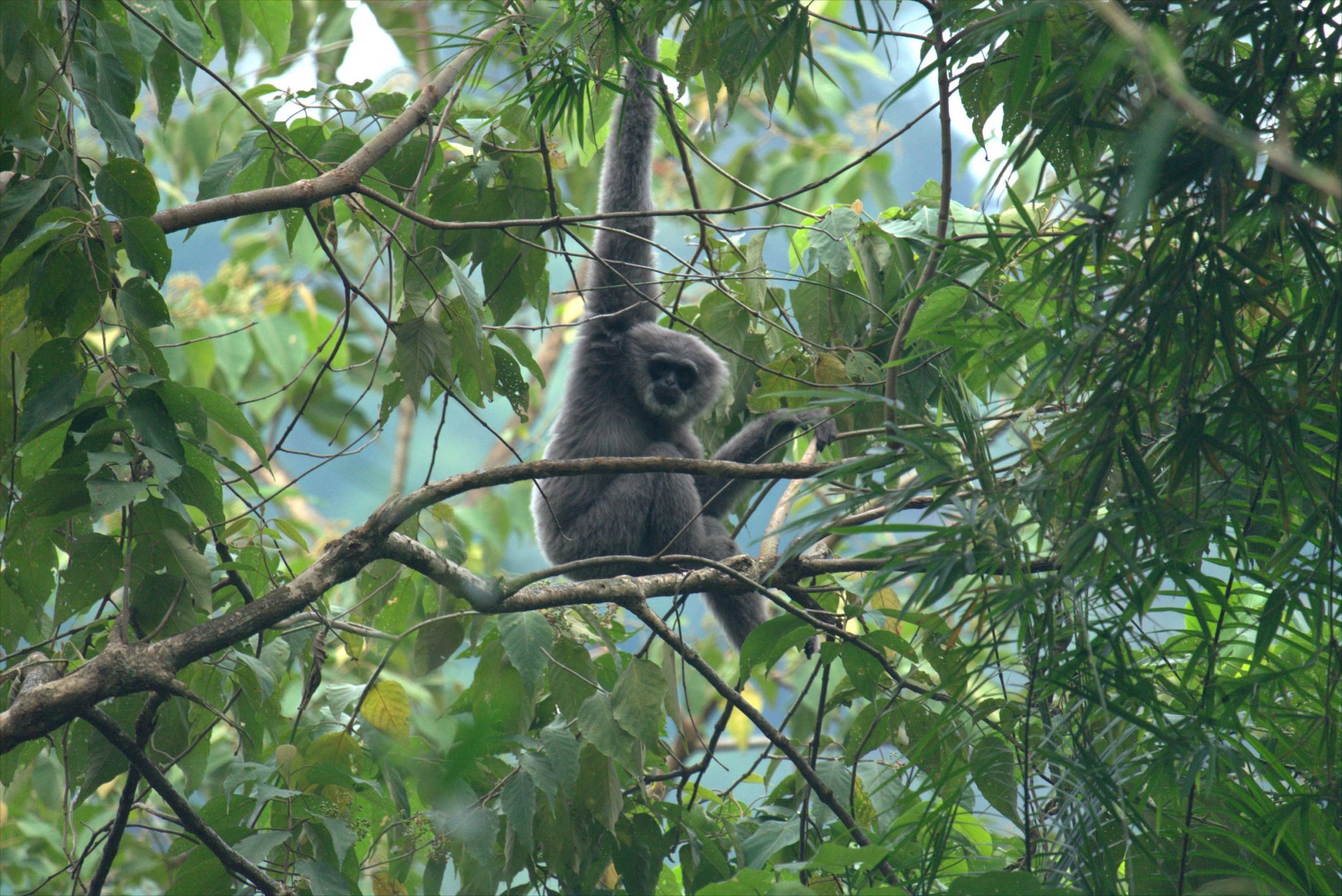 wild republic gibbon